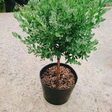 Cây Tuyết Sơn Phi Hồng 2 năm tuổi - Cây 1 cốt, hoa nở quanh năm, giá 150.000đ 2