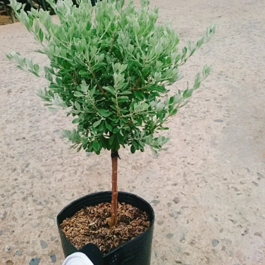 Cây Tuyết Sơn Phi Hồng 2 năm tuổi - Cây 1 cốt, hoa nở quanh năm, giá 150.000đ 3