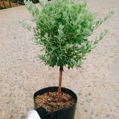 Cây Tuyết Sơn Phi Hồng 2 năm tuổi - Cây 1 cốt, hoa nở quanh năm, giá 150.000đ 4