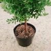 Cây Tuyết Sơn Phi Hồng 2 năm tuổi - Cây 1 cốt, hoa nở quanh năm, giá 150.000đ 5