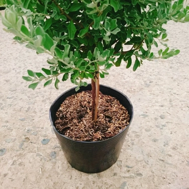 Cây Tuyết Sơn Phi Hồng 2 năm tuổi - Cây 1 cốt, hoa nở quanh năm, giá 150.000đ 5