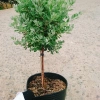 Cây Tuyết Sơn Phi Hồng 2 năm tuổi - Cây 1 cốt, hoa nở quanh năm, giá 150.000đ 6