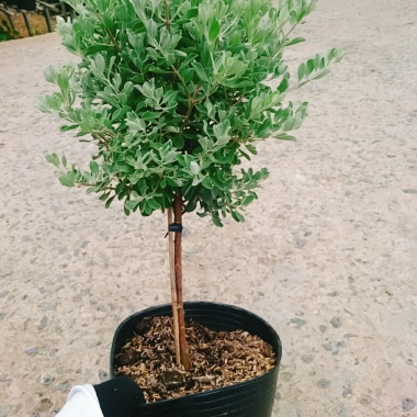 Cây Tuyết Sơn Phi Hồng 2 năm tuổi - Cây 1 cốt, hoa nở quanh năm, giá 150.000đ 6