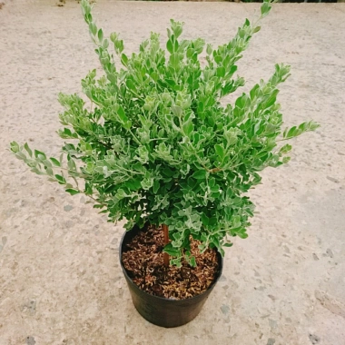 Cây Tuyết Sơn Phi Hồng 2 năm tuổi - Cây 1 cốt, hoa nở quanh năm, giá 150.000đ 7