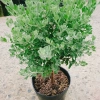 Cây Tuyết Sơn Phi Hồng 2 năm tuổi - Cây 1 cốt, hoa nở quanh năm, giá 150.000đ 8