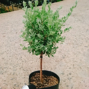 Cây Tuyết Sơn Phi Hồng 2 năm tuổi - Cây 1 cốt, hoa nở quanh năm, giá 150.000đ 9