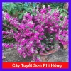 Cây Tuyết Sơn Phi Hồng - Cây cảnh sân vườn giá ưu đãi 65.000đ đẹp chịu hạn dễ trồng