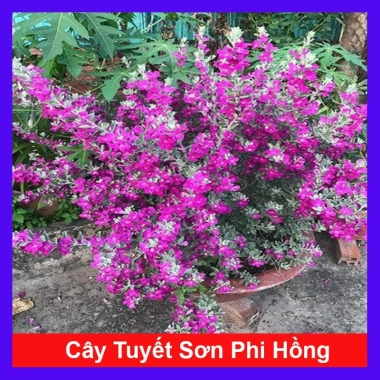 Cây Tuyết Sơn Phi Hồng - Cây cảnh sân vườn giá ưu đãi 65.000đ đẹp chịu hạn dễ trồng