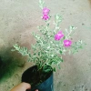 Cây Tuyết Sơn Phi Hồng - Cây cảnh sân vườn giá ưu đãi 65.000đ đẹp chịu hạn dễ trồng 2