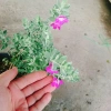 Cây Tuyết Sơn Phi Hồng - Cây cảnh sân vườn giá ưu đãi 65.000đ đẹp chịu hạn dễ trồng 3