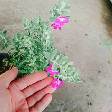 Cây Tuyết Sơn Phi Hồng - Cây cảnh sân vườn giá ưu đãi 65.000đ đẹp chịu hạn dễ trồng