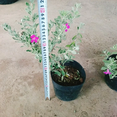 Cây Tuyết Sơn Phi Hồng - Cây cảnh sân vườn giá ưu đãi 65.000đ đẹp chịu hạn dễ trồng