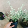 Cây Tuyết Sơn Phi Hồng - Cây cảnh sân vườn giá ưu đãi 65.000đ đẹp chịu hạn dễ trồng 5