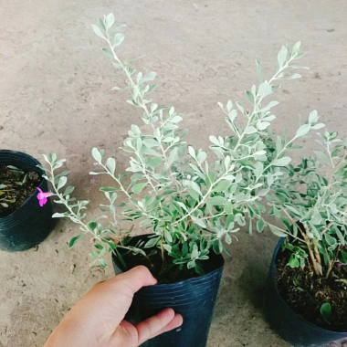 Cây Tuyết Sơn Phi Hồng - Cây cảnh sân vườn giá ưu đãi 65.000đ đẹp chịu hạn dễ trồng