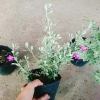 Cây Tuyết Sơn Phi Hồng - Cây cảnh sân vườn giá ưu đãi 65.000đ đẹp chịu hạn dễ trồng 6