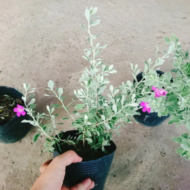 Cây Tuyết Sơn Phi Hồng - Cây cảnh sân vườn giá ưu đãi 65.000đ đẹp chịu hạn dễ trồng