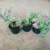 Cây Tuyết Sơn Phi Hồng - Cây cảnh sân vườn giá ưu đãi 65.000đ đẹp chịu hạn dễ trồng 7