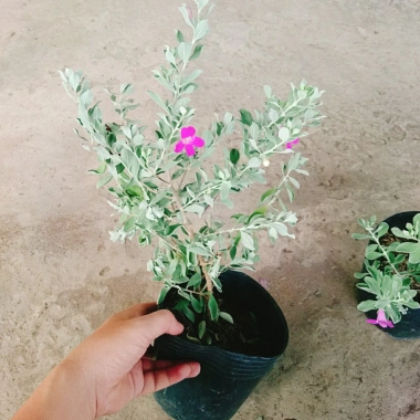 Cây Tuyết Sơn Phi Hồng - Cây cảnh sân vườn giá ưu đãi 65.000đ đẹp chịu hạn dễ trồng 8 Cây Tuyết Sơn Phi Hồng - Cây cảnh sân vườn giá ưu đãi 65.000đ đẹp chịu hạn dễ trồng 8