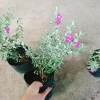 Cây Tuyết Sơn Phi Hồng - Cây cảnh sân vườn giá ưu đãi 65.000đ đẹp chịu hạn dễ trồng 9
