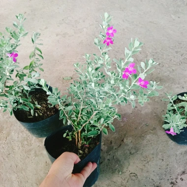 Cây Tuyết Sơn Phi Hồng - Cây cảnh sân vườn giá ưu đãi 65.000đ đẹp chịu hạn dễ trồng