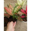 Cây vạn lộc đa sắc mới, chậu phong thủy để bàn - Tài lộc, giảm giá 36k 2