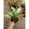 Cây vạn lộc đa sắc mới, chậu phong thủy để bàn - Tài lộc, giảm giá 36k 3