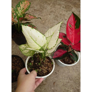 Cây vạn lộc đa sắc mới, chậu phong thủy để bàn - Tài lộc, giảm giá 36k 4