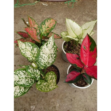 Cây vạn lộc đa sắc mới, chậu phong thủy để bàn - Tài lộc, giảm giá 36k 8