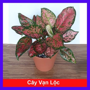 Cây vạn lộc đa sắc mới, chậu phong thủy để bàn - Tài lộc, giảm giá 36k 10
