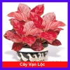 Cây Vạn Lộc Hồng Phát Lộc – Chậu Cây Cảnh Phong Thủy Bàn, May Mắn Tài Lộc, Giá 39.000đ