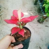 Cây Vạn Lộc Hồng Phát Lộc – Chậu Cây Cảnh Phong Thủy Bàn, May Mắn Tài Lộc, Giá 39.000đ 2