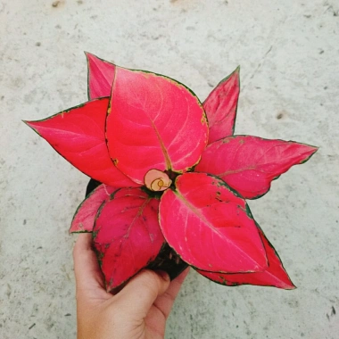 Cây Vạn Lộc Hồng Phát Lộc – Chậu Cây Cảnh Phong Thủy Bàn, May Mắn Tài Lộc, Giá 39.000đ 3