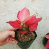 Cây Vạn Lộc Hồng Phát Lộc – Chậu Cây Cảnh Phong Thủy Bàn, May Mắn Tài Lộc, Giá 39.000đ 4
