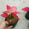 Cây Vạn Lộc Hồng Phát Lộc – Chậu Cây Cảnh Phong Thủy Bàn, May Mắn Tài Lộc, Giá 39.000đ 5