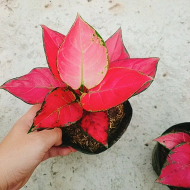 Cây Vạn Lộc Hồng Phát Lộc – Chậu Cây Cảnh Phong Thủy Bàn, May Mắn Tài Lộc, Giá 39.000đ 6