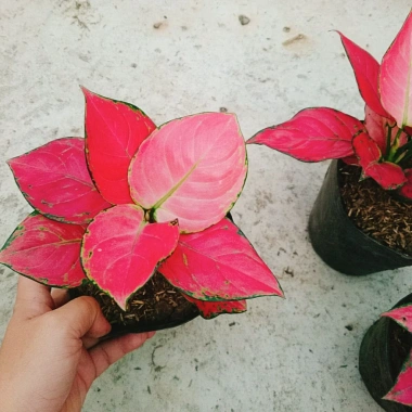 Cây Vạn Lộc Hồng Phát Lộc – Chậu Cây Cảnh Phong Thủy Bàn, May Mắn Tài Lộc, Giá 39.000đ 7