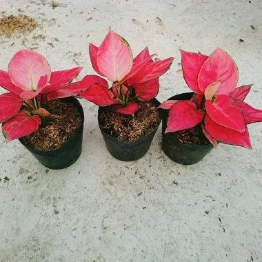 Cây Vạn Lộc Hồng Phát Lộc – Chậu Cây Cảnh Phong Thủy Bàn, May Mắn Tài Lộc, Giá 39.000đ 8