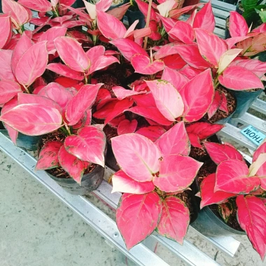 Cây Vạn Lộc Hồng Phát Lộc – Chậu Cây Cảnh Phong Thủy Bàn, May Mắn Tài Lộc, Giá 39.000đ 9