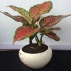 Cây Vạn Lộc Hồng Phát Lộc – Chậu Cây Cảnh Phong Thủy Bàn, May Mắn Tài Lộc, Giá 39.000đ 10