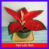 Cây Vạn Lộc Son - Cây cảnh để bàn, giá ưu đãi 39.000₫, tạo không gian xanh tươi mát
