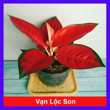 Cây Vạn Lộc Son - Cây cảnh để bàn, giá ưu đãi 39.000₫, tạo không gian xanh tươi mát