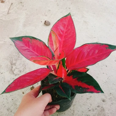Cây Vạn Lộc Son - Cây cảnh để bàn, giá ưu đãi 39.000₫, tạo không gian xanh tươi mát