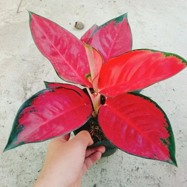 Cây Vạn Lộc Son - Cây cảnh để bàn, giá ưu đãi 39.000₫, tạo không gian xanh tươi mát