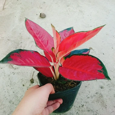 Cây Vạn Lộc Son - Cây cảnh để bàn, giá ưu đãi 39.000₫, tạo không gian xanh tươi mát