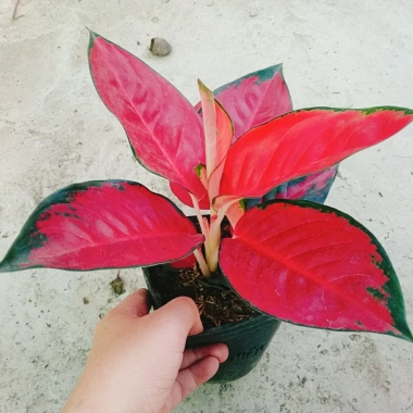 Cây Vạn Lộc Son - Cây cảnh để bàn, giá ưu đãi 39.000₫, tạo không gian xanh tươi mát