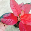 Cây Vạn Lộc Son - Cây cảnh để bàn, giá ưu đãi 39.000₫, tạo không gian xanh tươi mát 8