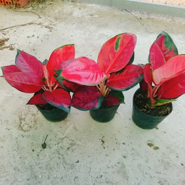 Cây Vạn Lộc Son - Cây cảnh để bàn, giá ưu đãi 39.000₫, tạo không gian xanh tươi mát 9 Cây Vạn Lộc Son - Cây cảnh để bàn, giá ưu đãi 39.000₫, tạo không gian xanh tươi mát 9