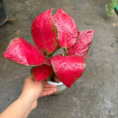 Cây Vạn Lộc Thái Đỏ 2 nhánh Thuỷ Sinh Chậu nhựa - Hồng Phát Lộc, giảm còn 149.000₫