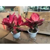 Cây Vạn Lộc Thái Đỏ 2 nhánh Thuỷ Sinh Chậu nhựa - Hồng Phát Lộc, giảm còn 149.000₫ 4