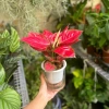 Cây Vạn Lộc Thái Đỏ 2 nhánh Thuỷ Sinh Chậu nhựa - Hồng Phát Lộc, giảm còn 149.000₫ 5